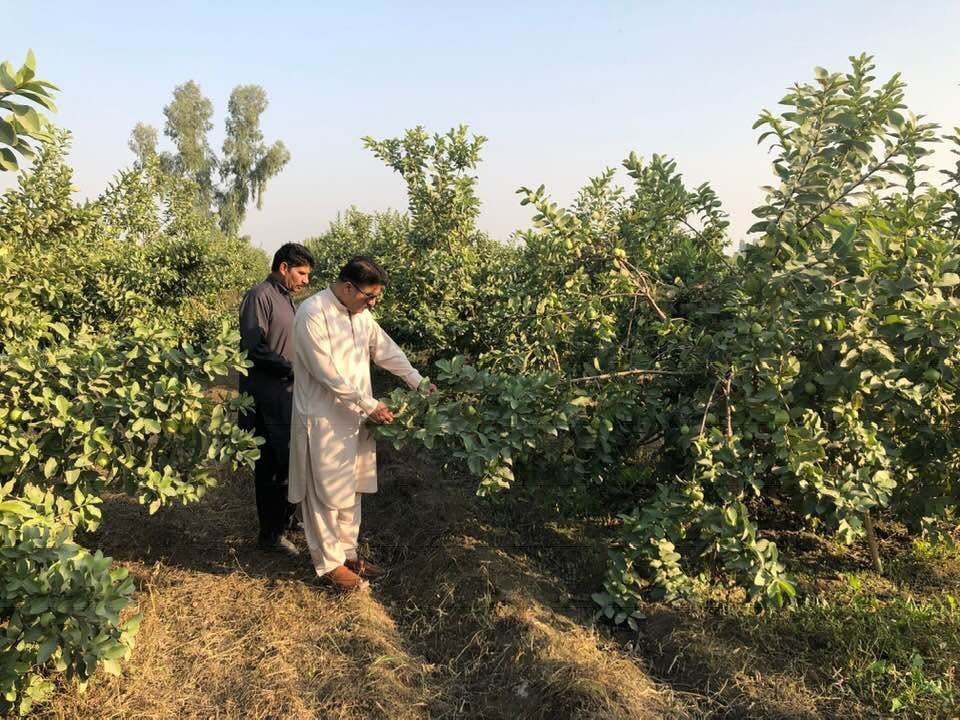 Guava orchards at Sindhu Agriculture Farms