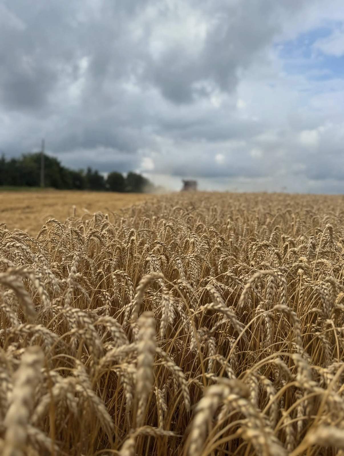 Sindhu Agriculture wheat fields